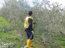 Successo del 19° Concorso Regionale di potatura dell’olivo "Le Forbici d'oro" 2022, graduatoria