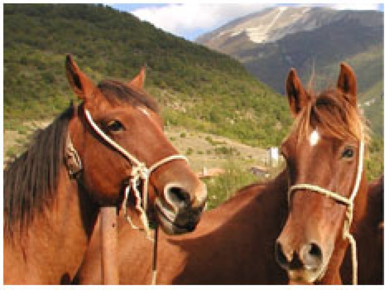 La Biodiversità animale delle Marche: il Cavallo del Catria presente anche a Verona fiere