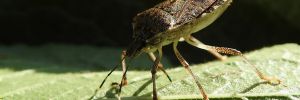 Secondo anno di lanci nelle marche della vespa samurai (Trissolcus Japonicus) per il controllo biologico della cimice asiatica (Halyomorpha halys)
