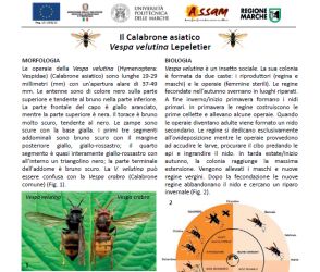 Information sheet on the Asian hornet "Vespa velutina"