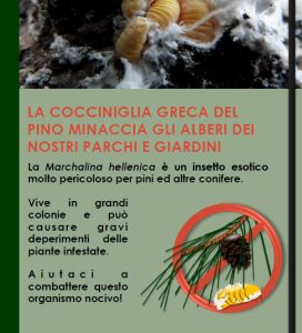 Scheda informativa della Cocciniglia greca del Pino "Marchalina hellenica"